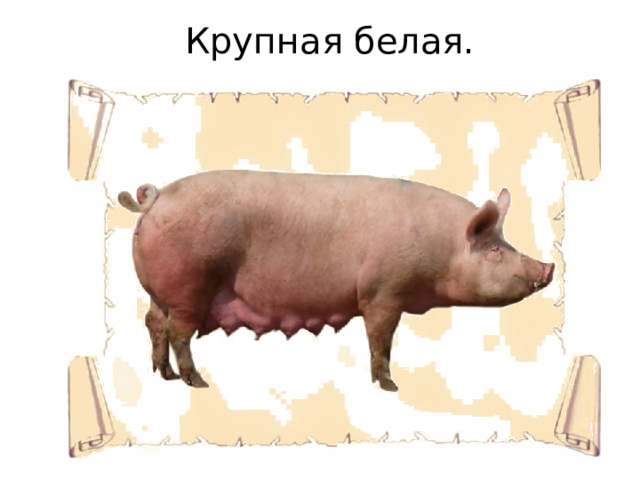 Крупная белая. 