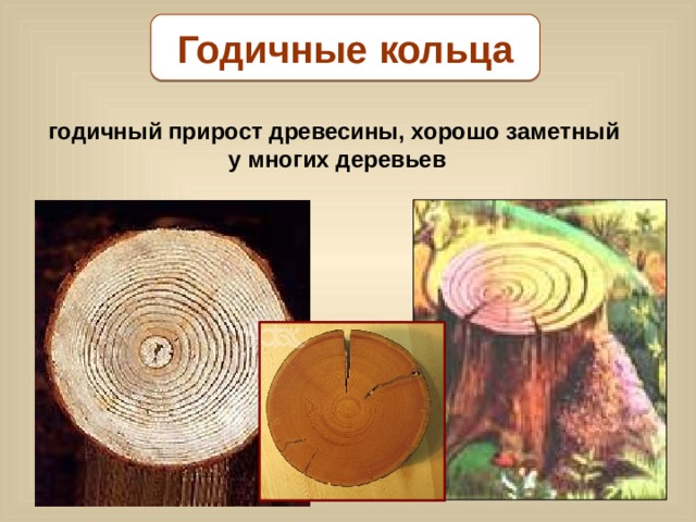 Годичные кольца годичный прирост древесины, хорошо заметный у многих деревьев 
