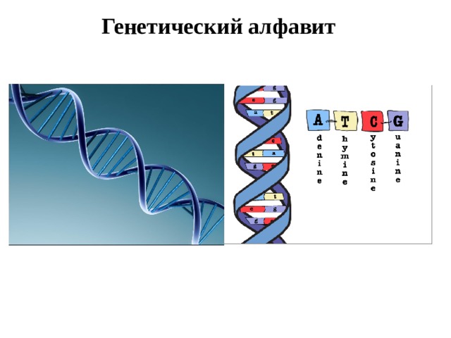 Генетический алфавит 