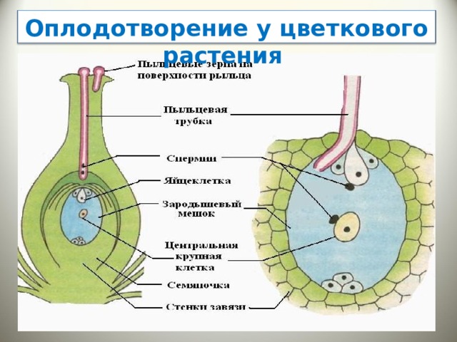 Оплодотворение у цветковых растений презентация