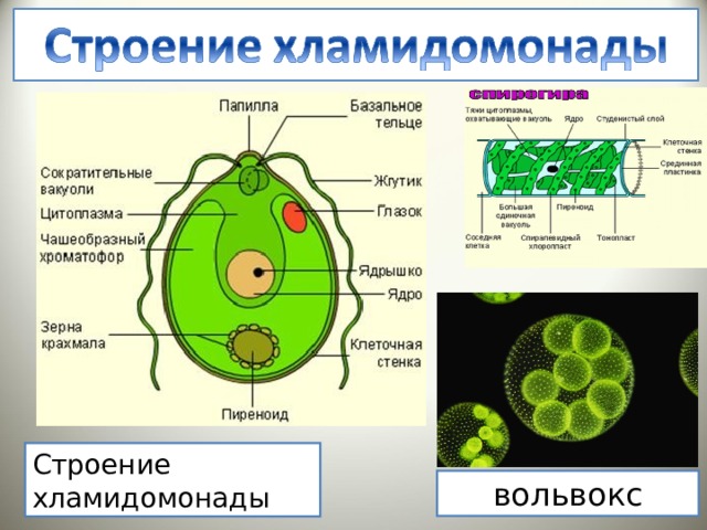 Какой тип питания характерен для хламидомонады изображенной на рисунке обоснуйте свой ответ