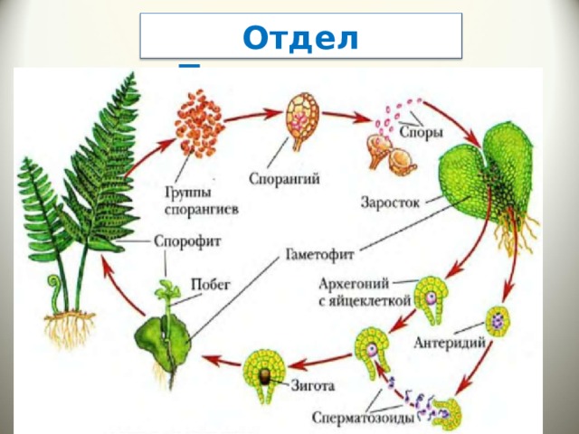 Отдел Папоротники  