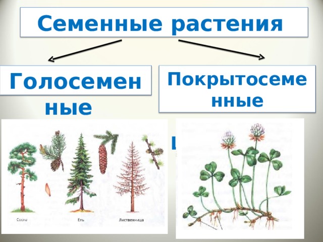 Семенные растения Голосеменные  Покрытосеменные или Цветковые 