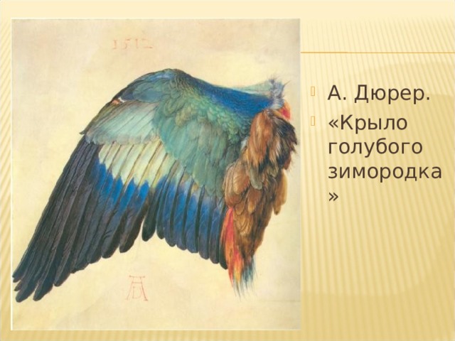 А. Дюрер. «Крыло голубого зимородка» 