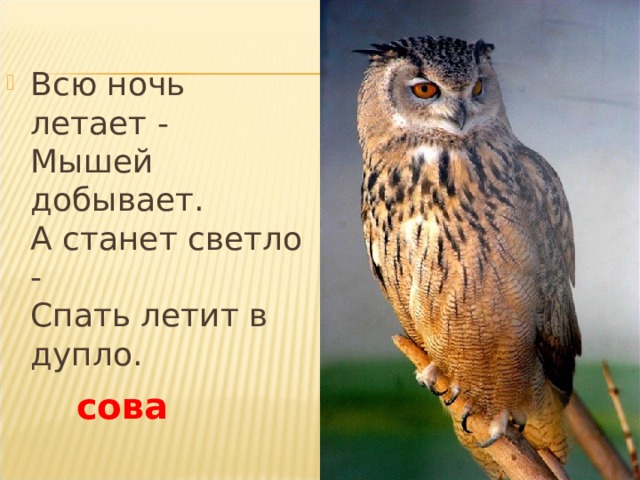 Всю ночь летает -  Мышей добывает.  А станет светло -  Спать летит в дупло. сова 