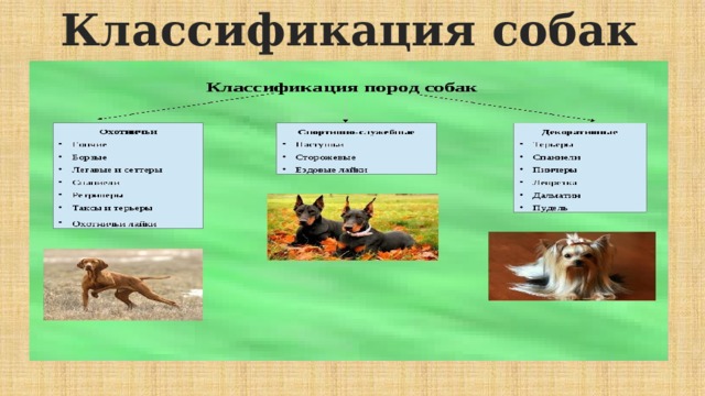 Собака классификация