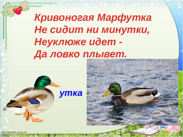 Кривоногая Марфутка Не сидит ни минутки, Неуклюже идет - Да ловко плывет. утка 