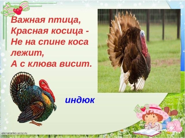 Важная птица, Красная косица - Не на спине коса лежит, А с клюва висит. индюк 