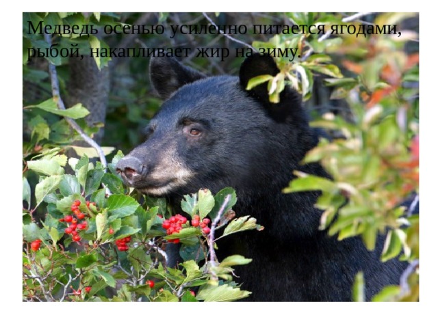 Медведь осенью усиленно питается ягодами, рыбой, накапливает жир на зиму. 