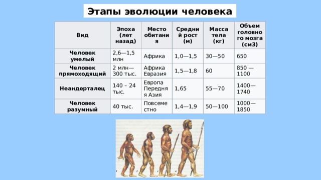 Этапы эволюции человека Вид Эпоха (лет назад) Человек умелый 2,6—1,5 млн Место обитания Человек прямоходящий 2 млн—300 тыс. Африка Неандерталец Средний рост (м) 1,0—1,5 140 – 24 тыс. Масса тела (кг) Африка Человек разумный Европа 1,5—1,8 Евразия Объем головного мозга (см3) 30—50 40 тыс. 60 650 Передняя Азия 1,65 Повсеместно 850 — 1100 55—70 1,4—1,9 1400—1740 50—100 1000—1850 