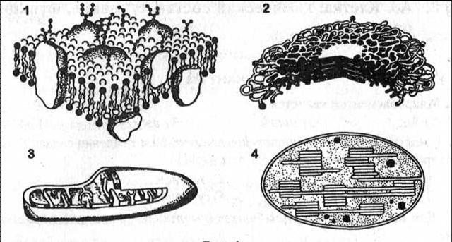 На каком рисунке изображена митохондрия