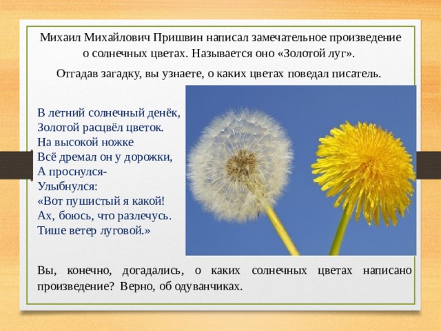 Михаил Михайлович Пришвин  написал замечательное произведение о солнечных цветах. Называется оно «Золотой луг». Отгадав загадку, вы узнаете, о каких цветах поведал писатель. В летний солнечный денёк, Золотой расцвёл цветок. На высокой ножке Всё дремал он у дорожки, А проснулся- Улыбнулся: «Вот пушистый я какой! Ах, боюсь, что разлечусь. Тише ветер луговой.» Вы, конечно, догадались, о каких солнечных цветах написано произведение? Верно, об одуванчиках. 