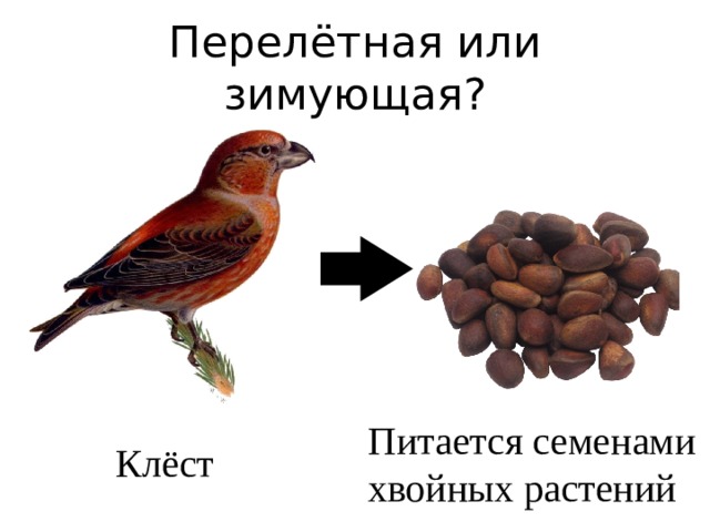Животные которые питаются семенами растений