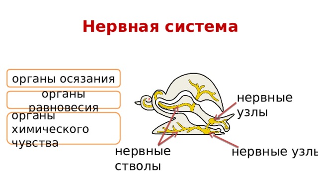 Нервная система органы осязания нервные узлы органы равновесия органы химического чувства нервные стволы нервные узлы 