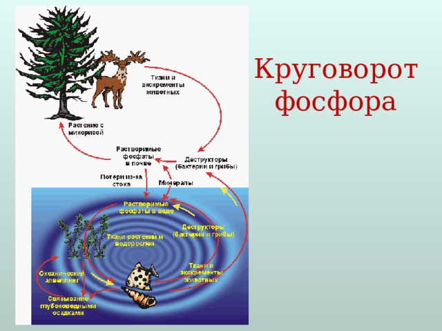 Круговорот углерода презентация 11 класс