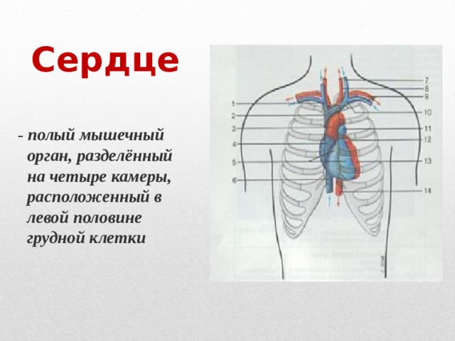 Сердце  - полый мышечный орган, разделённый на четыре камеры, расположенный в левой половине грудной клетки 
