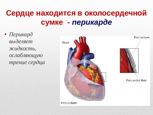 Сердце находится в околосердечной сумке - перикарде Перикард выделяет жидкость, ослабляющую трение сердца 