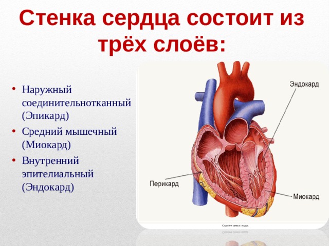 Стенка сердца состоит из трёх слоёв: Наружный соединительнотканный (Эпикард) Средний мышечный (Миокард) Внутренний эпителиальный (Эндокард) 