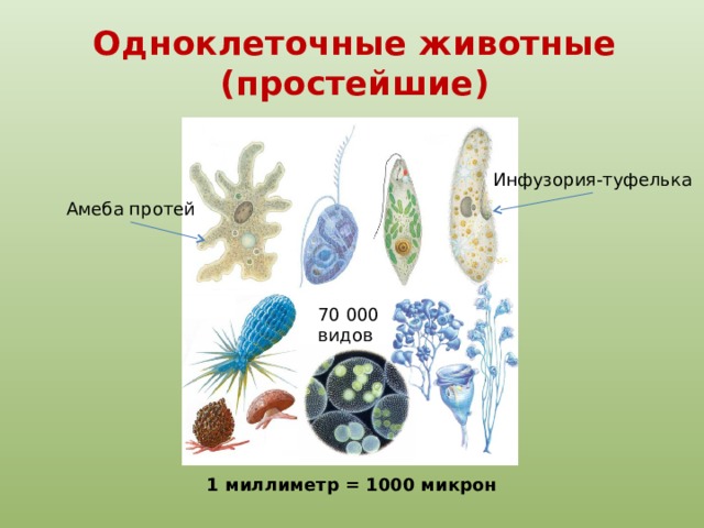 Одноклеточные животные (простейшие) Инфузория-туфелька Амеба протей 70 000 видов 1 миллиметр = 1000 микрон 