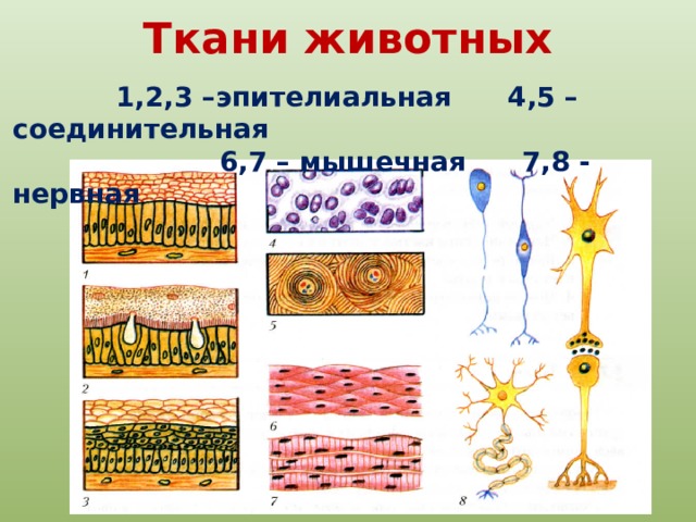 Ткани животных  1,2,3 –эпителиальная 4,5 – соединительная  6,7 – мышечная 7,8 - нервная 