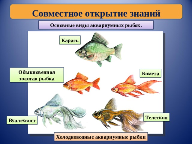 Совместное открытие знаний Основные виды аквариумных рыбок. Карась Обыкновенная золотая рыбка Комета Телескоп Вуалехвост Холодноводные аквариумные рыбки 
