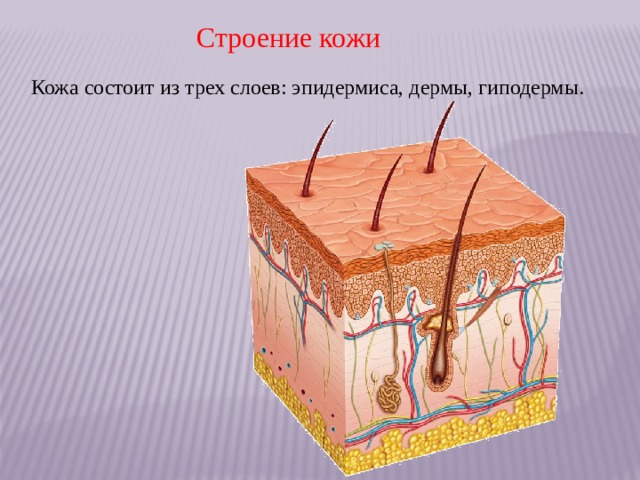 Строение кожи Кожа состоит из трех слоев: эпидермиса, дермы, гиподермы. 