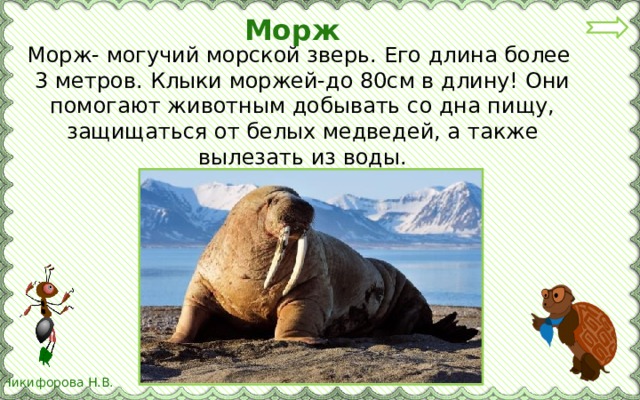 Морж Морж- могучий морской зверь. Его длина более 3 метров. Клыки моржей-до 80см в длину! Они помогают животным добывать со дна пищу, защищаться от белых медведей, а также вылезать из воды.