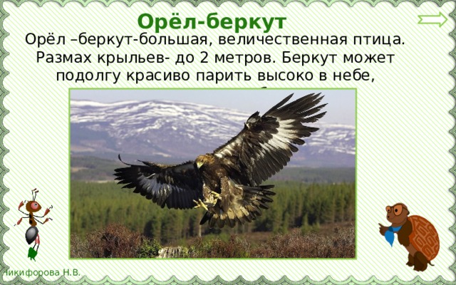 Орёл-беркут Орёл –беркут-большая, величественная птица. Размах крыльев- до 2 метров. Беркут может подолгу красиво парить высоко в небе, высматривая добычу.