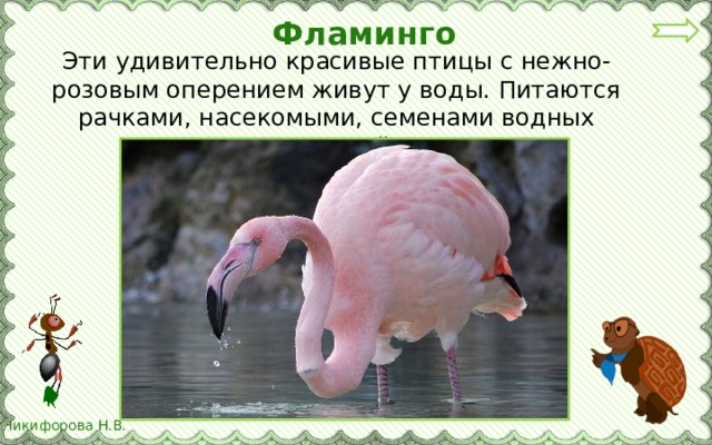 Фламинго Эти удивительно красивые птицы с нежно-розовым оперением живут у воды. Питаются рачками, насекомыми, семенами водных растений.