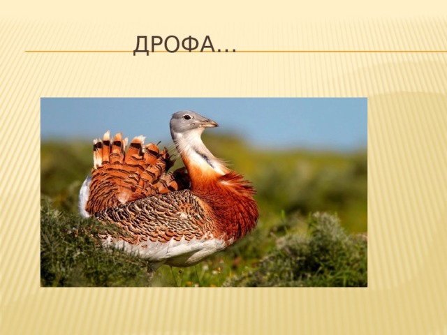  Дрофа… 