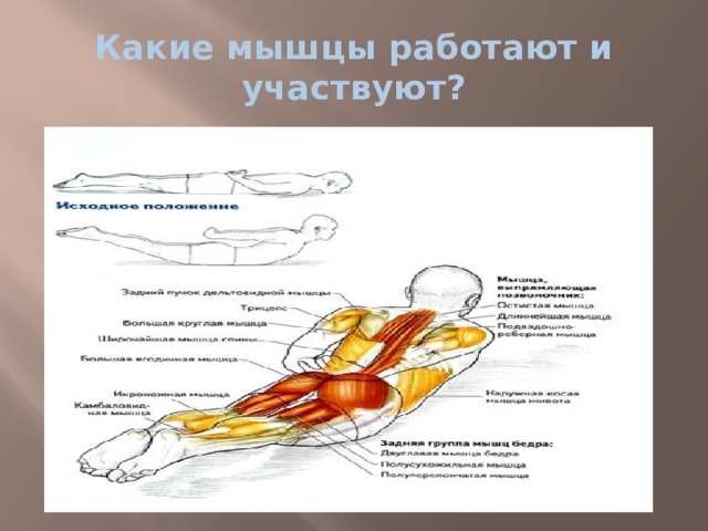 Какие мышцы. Какие группы мышц работают при плавании. Какие мышцы задействованы при плавании. Какие мышцы участвуют при плавании. Мышцы работающие синхронно.