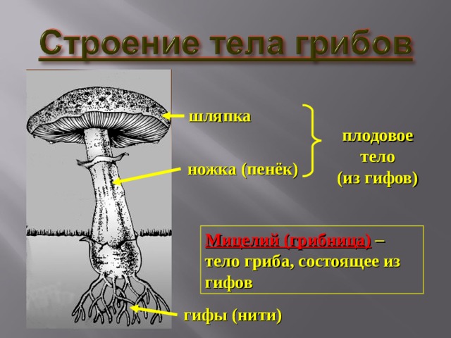 шляпка плодовое тело (из гифов) ножка (пенёк) Мицелий (грибница) – тело гриба, состоящее из гифов гифы (нити) 