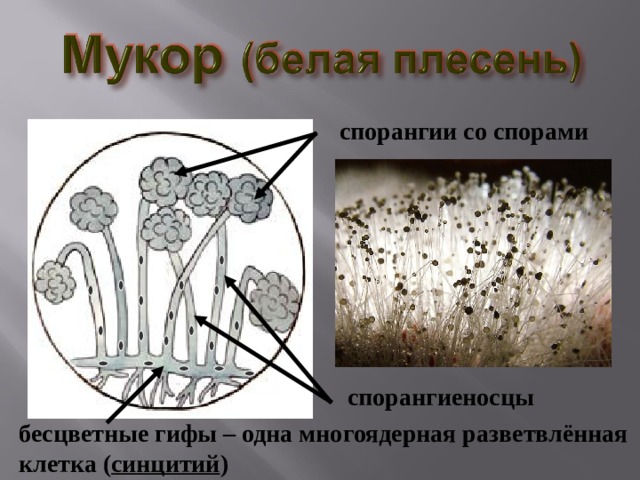 спорангии со спорами спорангиеносцы бесцветные гифы – одна многоядерная разветвлённая клетка ( синцитий ) 