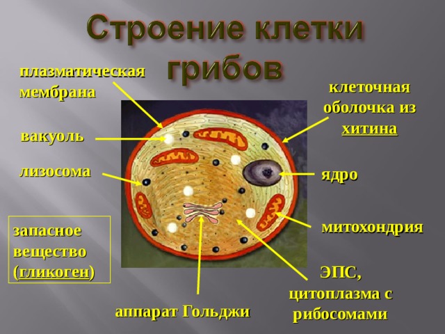 плазматическая мембрана клеточная оболочка из хитина вакуоль лизосома ядро митохондрия запасное вещество ( гликоген ) ЭПС, цитоплазма с рибосомами аппарат Гольджи 