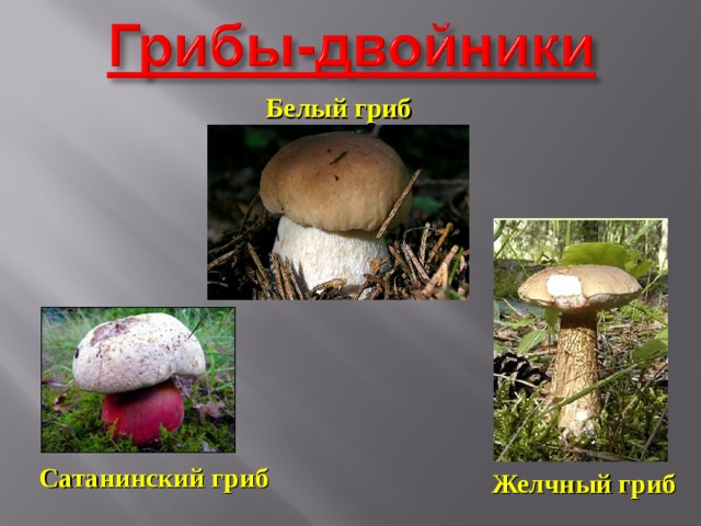 Белый гриб Сатанинский гриб Желчный гриб 