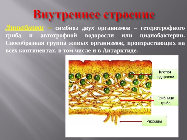 Тело лишайника состоит из гриба и водоросли