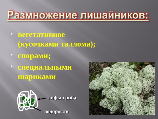 вегетативное (кусочками таллома); спорами; специальными шариками гифы гриба водоросли 