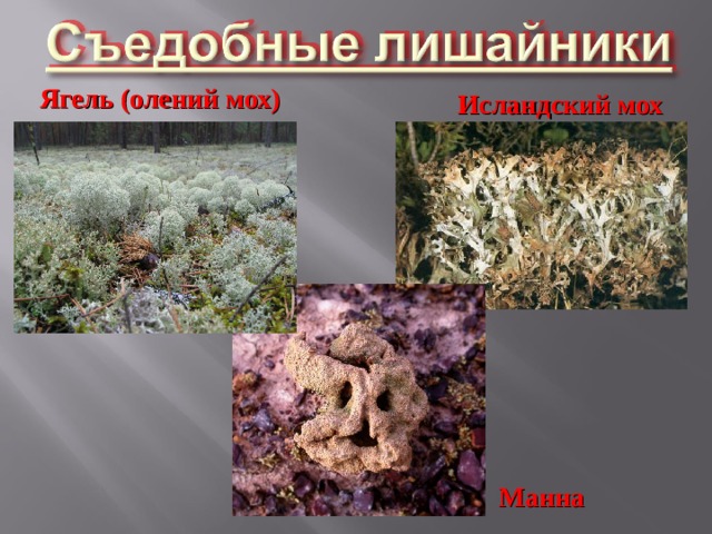 Ягель (олений мох) Исландский мох Манна 