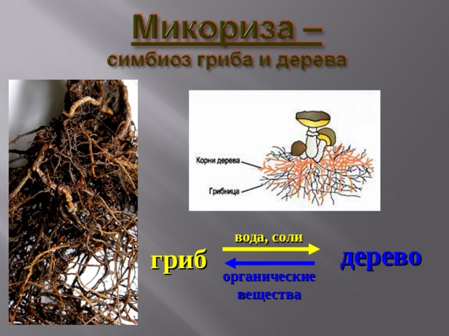 вода, соли дерево гриб органические вещества 