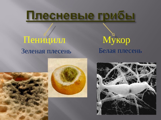 Пеницилл Мукор Белая плесень Зеленая плесень 