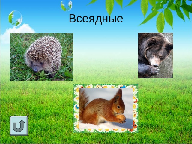 Всеядные  