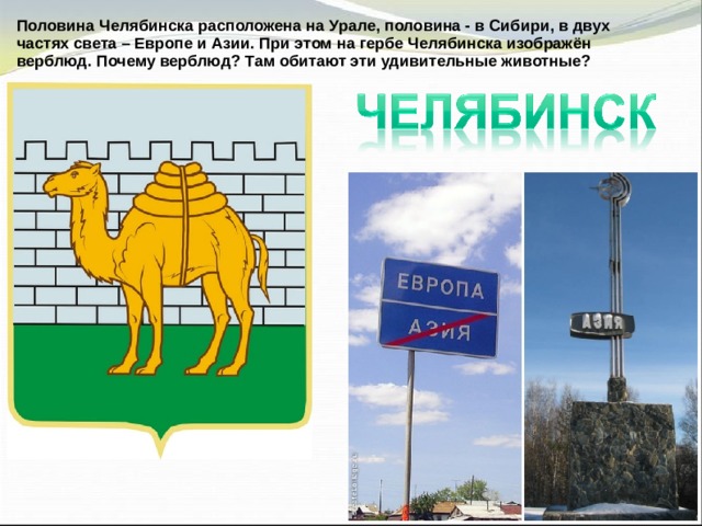 Половина Челябинска расположена на Урале, половина - в Сибири, в двух частях света – Европе и Азии. При этом на гербе Челябинска изображён верблюд. Почему верблюд? Там обитают эти удивительные животные? 