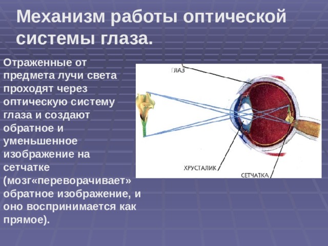 Механизм работы оптической системы глаза. Отраженные от предмета лучи света проходят через оптическую систему глаза и создают обратное и уменьшенное изображение на сетчатке (мозг«переворачивает» обратное изображение, и оно воспринимается как прямое).  