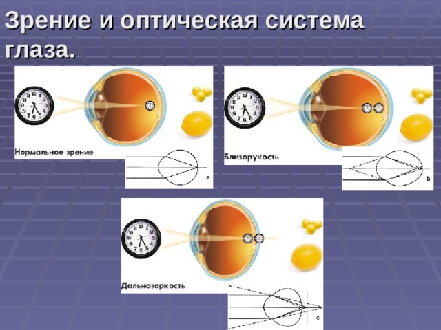 Зрение и оптическая система глаза. 