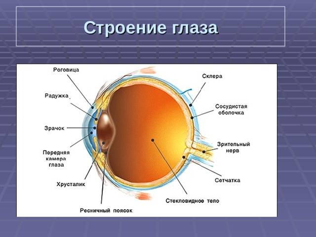 Строение глаза 