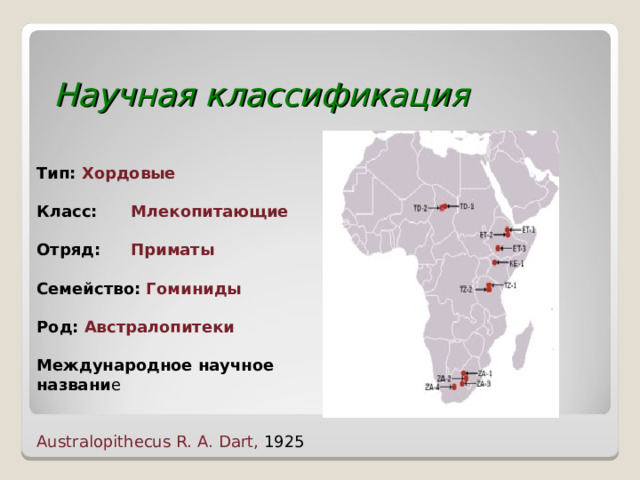 Научная классификация Тип: Хордовые  Класс:  Млекопитающие  Отряд:  Приматы  Семейство: Гоминиды  Род: Австралопитеки  Международное научное названи е Australopithecus R. A. Dart, 1925 
