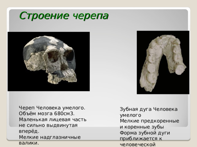 Строение черепа Череп Человека умелого. Объём мозга 680см3. Маленькая лицевая часть не сильно выдвинутая вперёд. Мелкие надглазничные валики. Зубная дуга Человека умелого Мелкие предкоренные и коренные зубы Форма зубной дуги приближается к человеческой напоминает букву U 