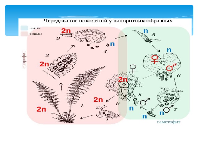 Чередование поколений: Взрослое растение (диплоидный спорофит) – мейоз – споры. Из споры развивается заросток (гаплоидный гаметофит). На заростке – митоз – гаметы. Оплодотворение – зигота (диплоидная). Спорофит.  