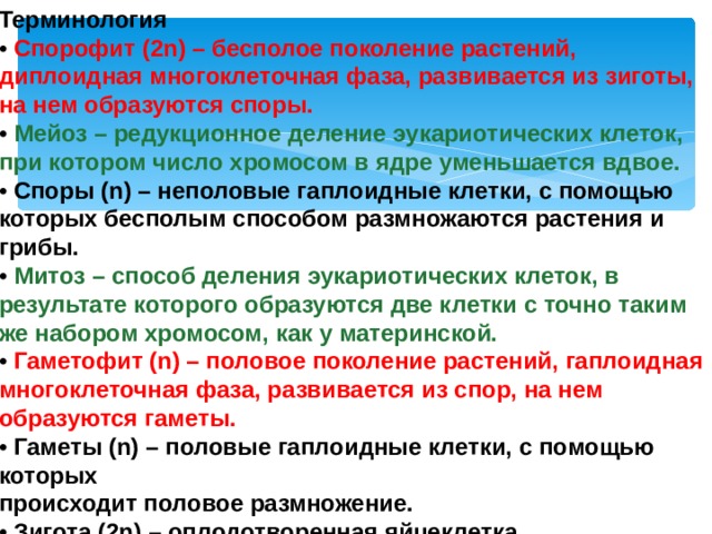 Терминология • Спорофит (2n) – бесполое поколение растений, диплоидная многоклеточная фаза, развивается из зиготы, на нем образуются споры. • Мейоз – редукционное деление эукариотических клеток, при котором число хромосом в ядре уменьшается вдвое. • Споры (n) – неполовые гаплоидные клетки, с помощью которых бесполым способом размножаются растения и грибы. • Митоз – способ деления эукариотических клеток, в результате которого образуются две клетки с точно таким же набором хромосом, как у материнской. • Гаметофит (n) – половое поколение растений, гаплоидная многоклеточная фаза, развивается из спор, на нем образуются гаметы. • Гаметы (n) – половые гаплоидные клетки, с помощью которых происходит половое размножение. • Зигота (2 n) – оплодотворенная яйцеклетка 