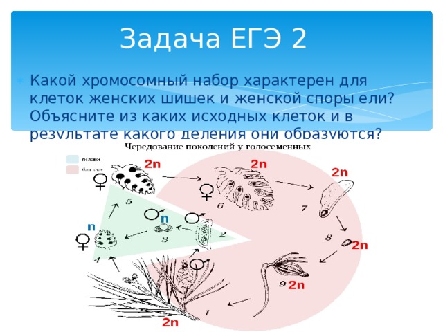 Задача ЕГЭ 2 Какой хромосомный набор характерен для клеток женских шишек и женской споры ели? Объясните из каких исходных клеток и в результате какого деления они образуются? 